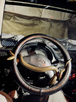 ثعبان ابو السيور -ثعبان