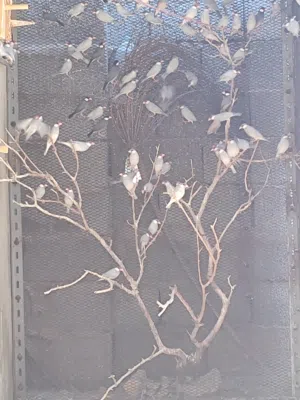بودي جاوا اقرأ الوصف