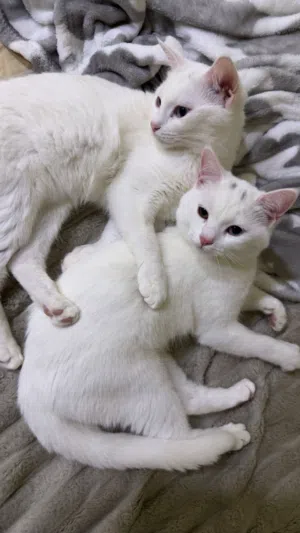 Cats for adoption