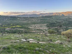 Farm Land for Sale in Zarqa Al-Alouk