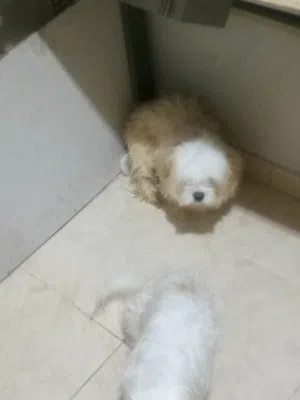 كلب للبيع مالتيزر