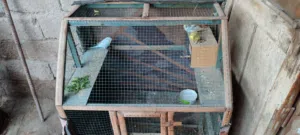 طيور الحب زوج وتك فحل مع قفص