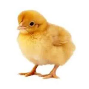 ممطلوب كتاكيت لحم