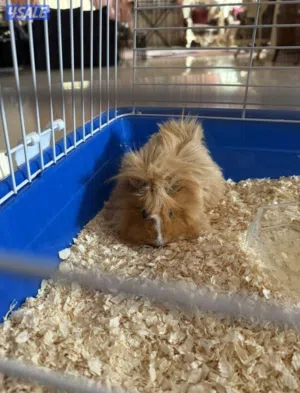 غيني بق Pig Quinea