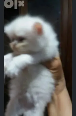 ‏شيرازي‏3