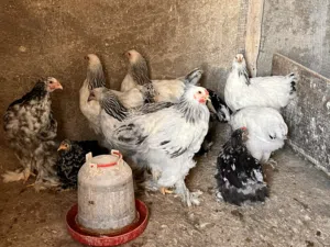 براهما كولومبي + بلاك موتلد + كشن بلاك موتلد + براهما بف