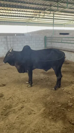 للبيع ابقار اثيوبية مطعومه سنه