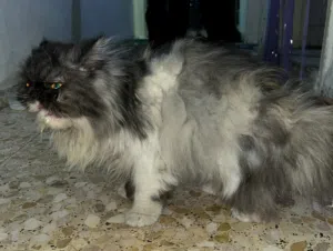 قط للبيع حط سعر