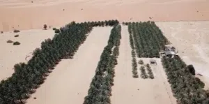 Farm Land for Rent in Abu Dhabi Liwa