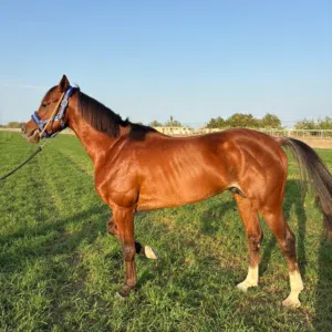 فحل عربي اصيل