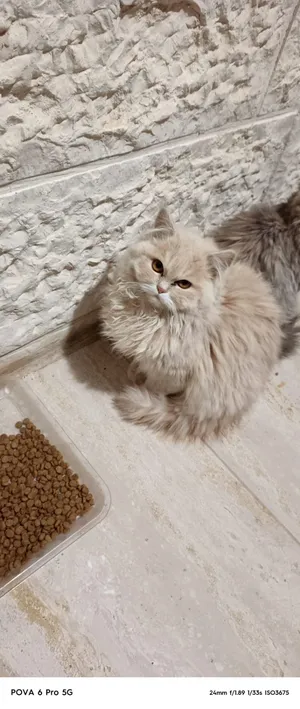 ‏شيرازي‏0