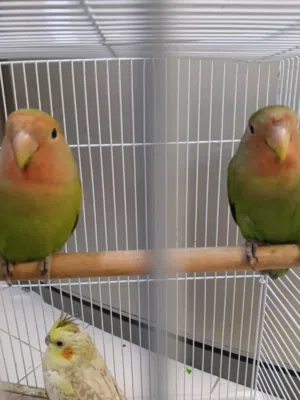 للبيع طيرين لافبيرد الحبه ب6 الثنتين ب10 وثلاث طيور كوكتيل الأصفر ب10 والرصاصي ب8 والرصاصي المخلوط 9