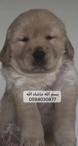 جولدن ريتريفر Golden retriever