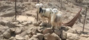 حلال للبيع جدايه سمينات للذبح تبارك الله الرحمن مطعومات طعام وجدايه للذبح