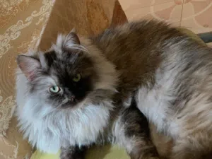 Fluffy grey Siberian female cat with greenish hazel eye for sale, 1.5 years old, very cute.
