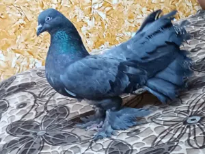 زوج حمام زينة للبيع