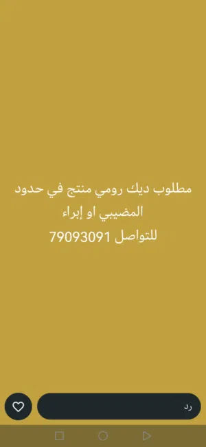 مطلوووب ديك رومي ذكر