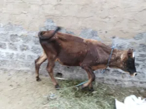 عجل نمساوي..