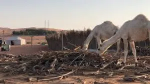 لاصحاب الحلال في ليوا يوجد سعف نخيل او جريد في المزرعه مجانا