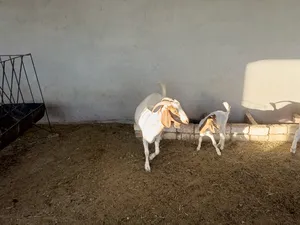 ‏ماعز‏0