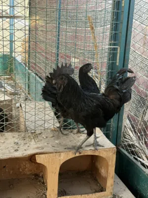 جوز اندونيسي لمبرقيني للبيع