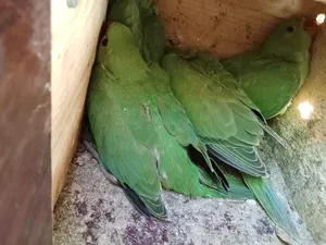 ‏ببغاء‏2