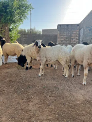 25 راس فيهن فطيمه