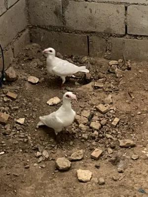 للبيع جواز حمام بناديك
