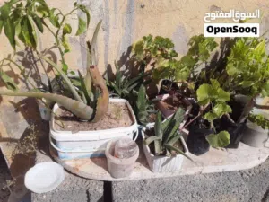للبيع نباتات زينه باقل سعر