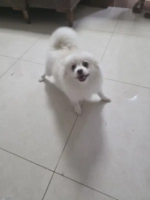 Beautiful Full breed Pomeranian (Vaccinated)