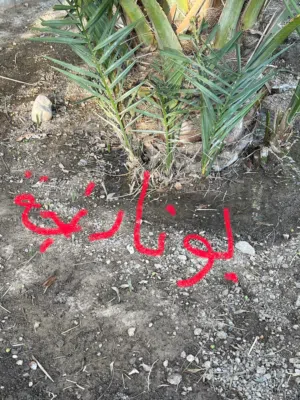للبيع فسيلة نخلة أبو نارنجه  Abu Naranja Palm Offshoot for Sale
