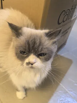 أنثى راغدول فصيلة نادرة لطيفة اليفة للبيع