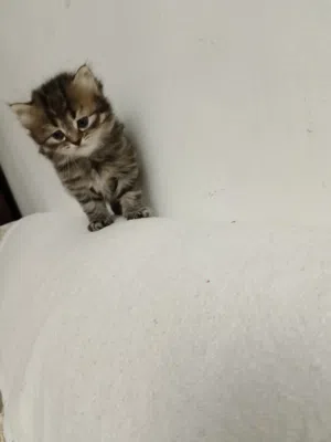 قطة انثي وقط ذكر اب راغدول ام شيرازي