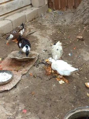 شو شغلاريات صح ولا نظافه شرط بياضات