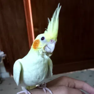 علي العود 