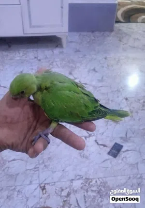 مطلوب افراخ دره بسعر مناسب