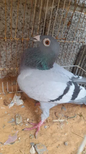 حمام زاجل دكر