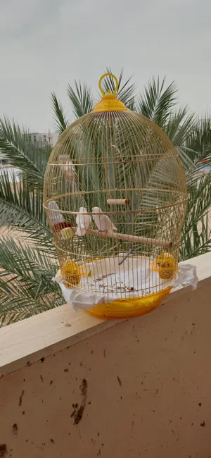 قفص كبير للبيع