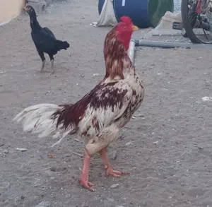 للبيع ديك ميوالي ودجاجتين باكستانيات بيور