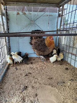 Chickens3