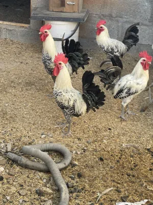 للبيع دجاج ذكور فقط