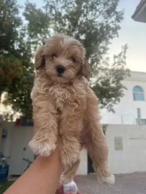 Maltipoo female