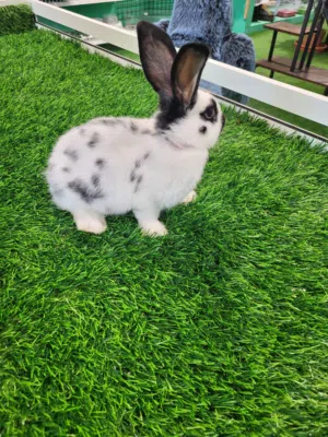 Giant Rex Rabbit