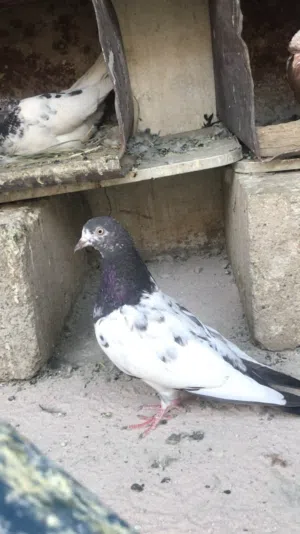 حمام باكستاني تيدي