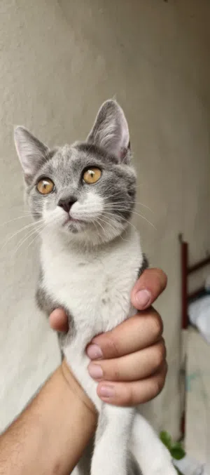 سكوتش فولد للتبني