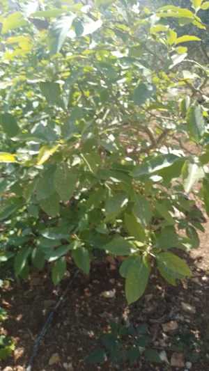 Trees - Plants0