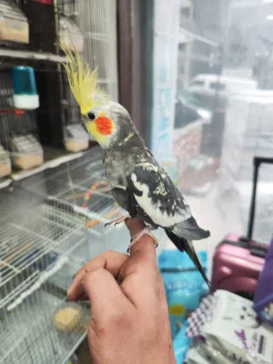 ببغاء كوكتيل متكلم موجود الفيديو بالرز وهو بحكي فرخ صغير قابل للتكلم اكثر