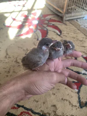 بلابل ديالى