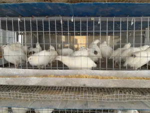 بيع السمان او الفري و لحم فري طازج و بيض فري