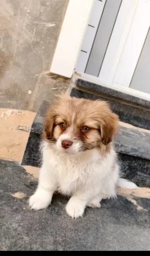 كلبه زينة مالطيه للبيع عمره 90 يوم